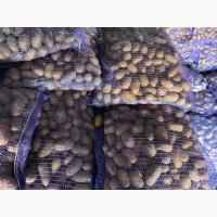 Продам насіннєву картоплю друга репродукция