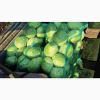 Продам капусту, сорт Аксель та Агресор