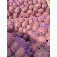 Продам товарну картоплю, сорт ред соня. Опт від 3 т. Ціна 7 грн (можливий торг)