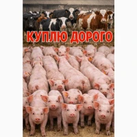 За купляємо Корів телят свині поросят