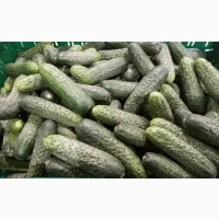 Огірок колючий