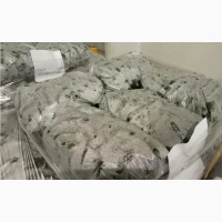 Огірок колючий