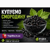 Кууємо смородину