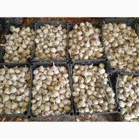 Продам зимній часник.Сорт Любаша