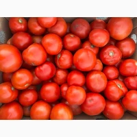 Продам помідори