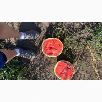 Кавун Опт, солодкий Свіжий, перша виборка