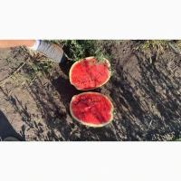 Кавун Опт, солодкий Свіжий, перша виборка
