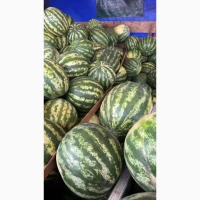 Продам солодкий кавун Талісман на ринку Столичному
