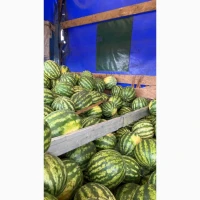 Продам солодкий кавун Талісман на ринку Столичному