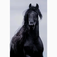 Продам Фризьких жеребців віком від 1 до 8 років