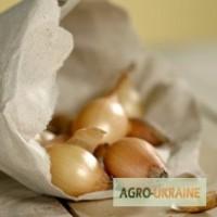 Озимы лук севок и чеснок голландской селлекции