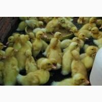 Продам бройлера, цыплят, утят