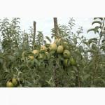Продам сортовые яблоки Чемпион, Джона Голд, Элиза, Голден Делишес, Ренет Семеринко