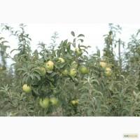 Продам сортовые яблоки Чемпион, Джона Голд, Элиза, Голден Делишес, Ренет Семеринко