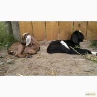 Продам кози молоді 50% англо-нубійської крові