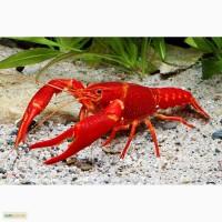 Раки дикие варёно-морож. сухая заморозка, спец варка. Оптовая продажа