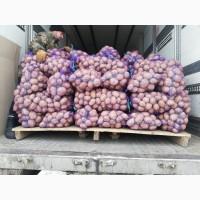 Продам картофель, Ланорма