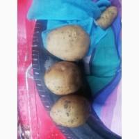 Продам картофель, Ланорма
