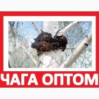 ᐉ 2017 ЧАГА ГРИБ Купить на Экспорт Киев! Продам Чагу Берёзовую Цена Оптом на Экспорт Квота