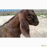 Продаю коз і козенят