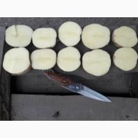 Продам отличный товарный картофель, Ривьера, Беллароза