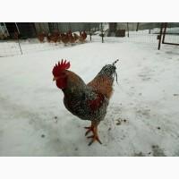 Продам петуха породы билефельдер