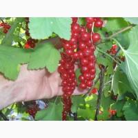 Продам саженцы красной смородины