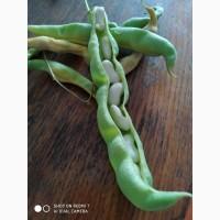 Фасоль- огородное мясо- спаржевая КНУТ, Сударушка, Ад Рем, Лобио, Виолет, Джаминезе, Пламя