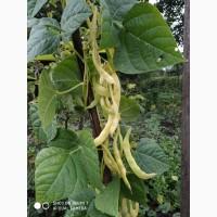 Фасоль- огородное мясо- спаржевая КНУТ, Сударушка, Ад Рем, Лобио, Виолет, Джаминезе, Пламя