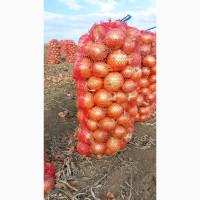 Продаём лук сорт Дерек F1 . В НАЛИЧИИ !!!. Без ПРЕДОПЛАТ