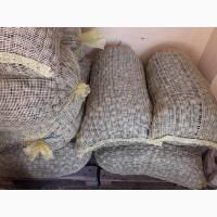 Продам горіх кругляк