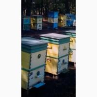 Пасека 30 ульев дадан НОВЫЕ