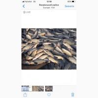 Продам карп 1-2 кг, толстолоб 2, 5-3, 5кг, амур1, 3-2, 2кг48-50гр