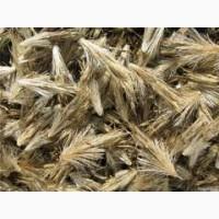 Продам насіння крутая (головатень)