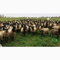 Продам овцы романовские