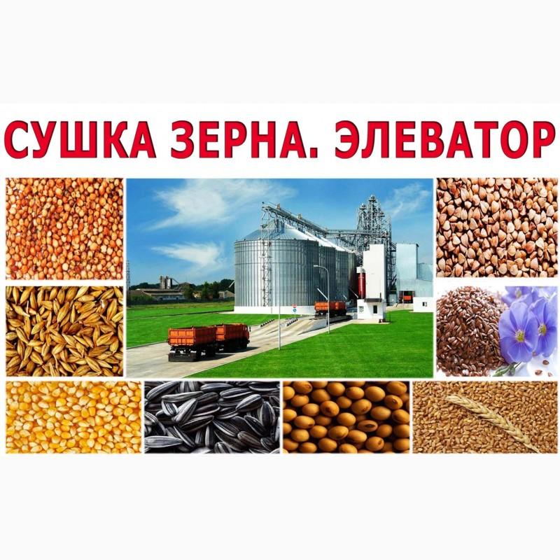 Фото 2. Сушка зерна, кукурудзи, насіння соняшнику, сої Послуги очистки зерна. Власна лабораторія