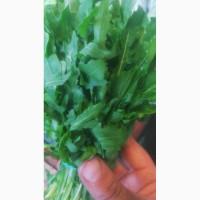 Продам оптом свежую рукколу