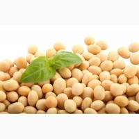Семена сои Канадский трансгенный сорт ГМО под раундап 1 репродукция, насіння сої