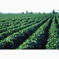Семена сои Канадский трансгенный сорт ГМО под раундап 1 репродукция, насіння сої