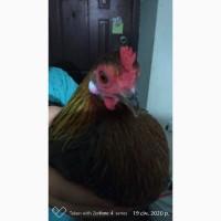Бентами (кури декоративні)
