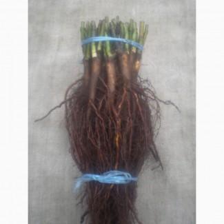 Шиповник Лакса для прививки роз