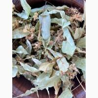 Цвіт липи, цвет липы, липа