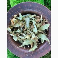 Цвіт липи, цвет липы, липа