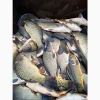 Продам двухлетку карпа! Зарыбок