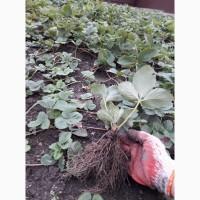 Продам сажанці полуниці