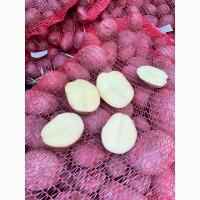 Продам картофель товарный, сорт Аризонна