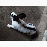 Продам Кроликів порода бабочки строкачь самці-Самки