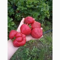 Продам сезонну полуницю