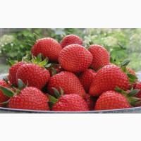 Продам сезонну полуницю