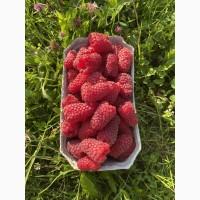 Купуємо МАЛИНУ свіжу Малина будь-яка кількість